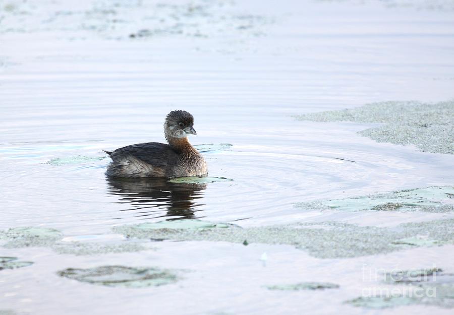 Pied-billed Grebe #5 Photograph by Jack R Brock