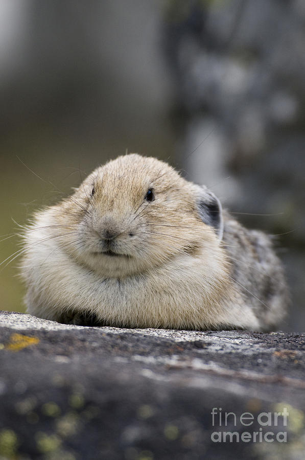 Nature Photograph - Pika #5 by William H. Mullins