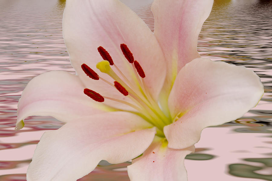 Pink Lily Floral art #5 Photograph by David French
