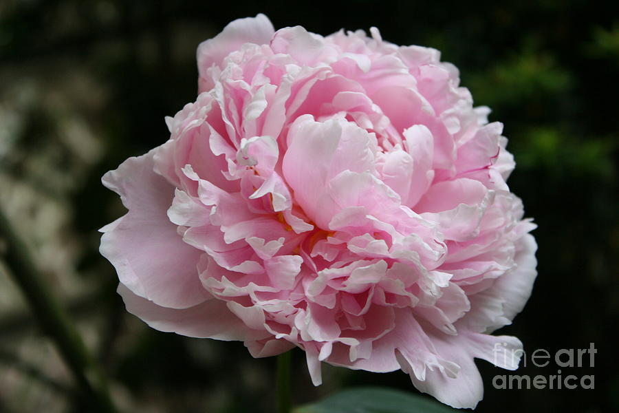 Flower Photograph - Pink Peony by Christiane Schulze Art And Photography