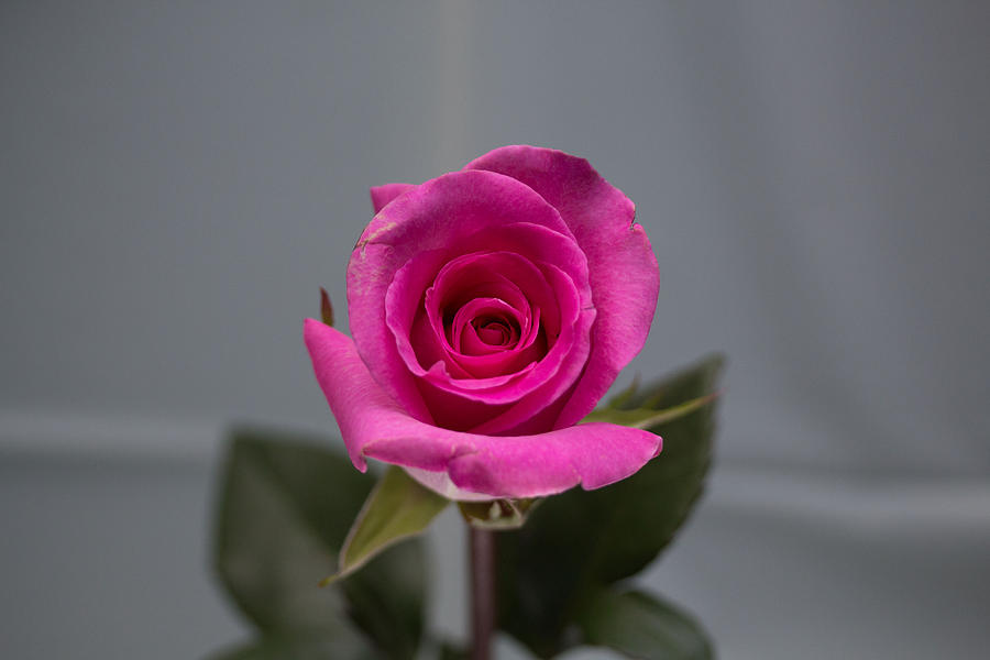 Pink rose #5 Photograph by Susan Jensen