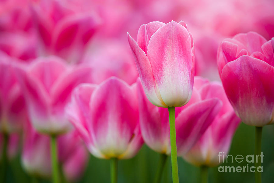 Pink Tulips by Katka Pruskova Pink Tulips by Katka Pruskova