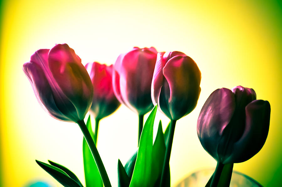 5 Pink Tulips Photograph