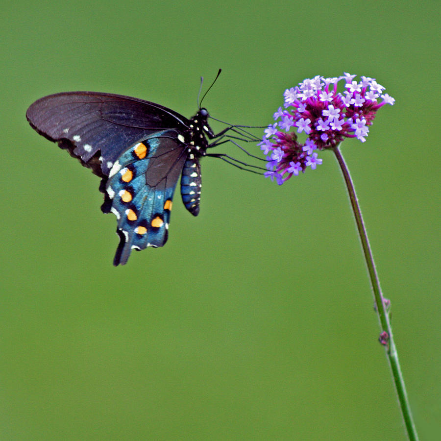 Pipevine Swallowtail Butterfly #5 Photograph by Karen Adams