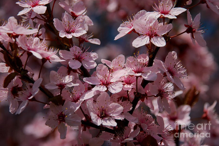Plum Tree Flowers #5 Photograph by Mark Dodd