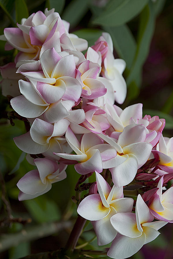 Plumerias #5 Photograph by James Roemmling