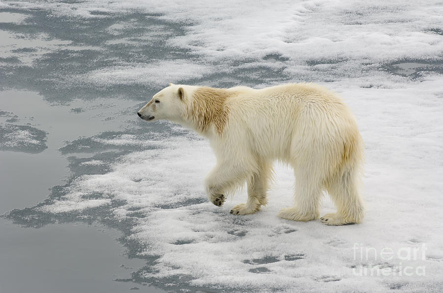 Polar Bear Crossing Ice Floe #5 Photograph by John Shaw