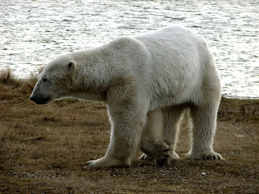 Polar Bear #5 Photograph by David Matthews