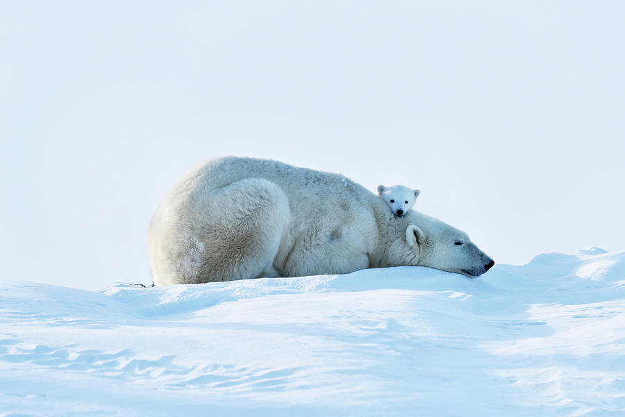 Polar Bear Mother And Cubs #5 Photograph by Dr P. Marazzi