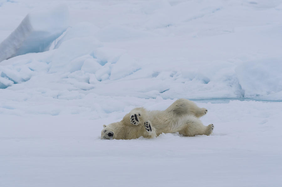 Polar Bear Rolling In Snow Photograph by John Shaw - Fine Art America