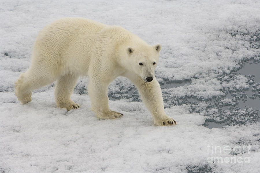 Polar Bear Walking On Ice #5 Photograph by John Shaw