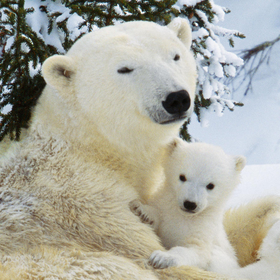 Polar Bear With Cub #7 Photograph by M Watson