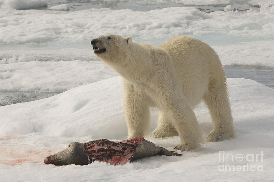 Polar Bear With Fresh Kill #5 Photograph by John Shaw