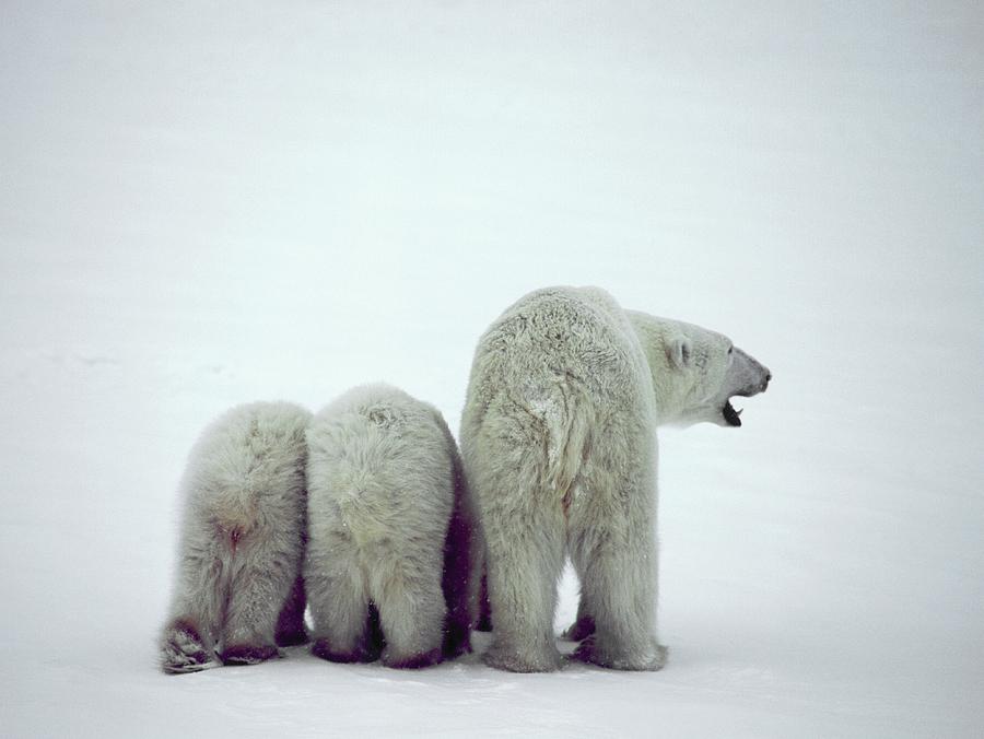 Bear Photograph - Polar Bears #5 by David Woodfall Images/science Photo Library