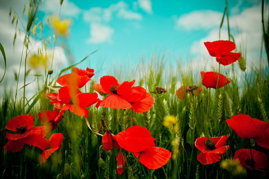 Poppy field and sky #5 Photograph by Raimond Klavins