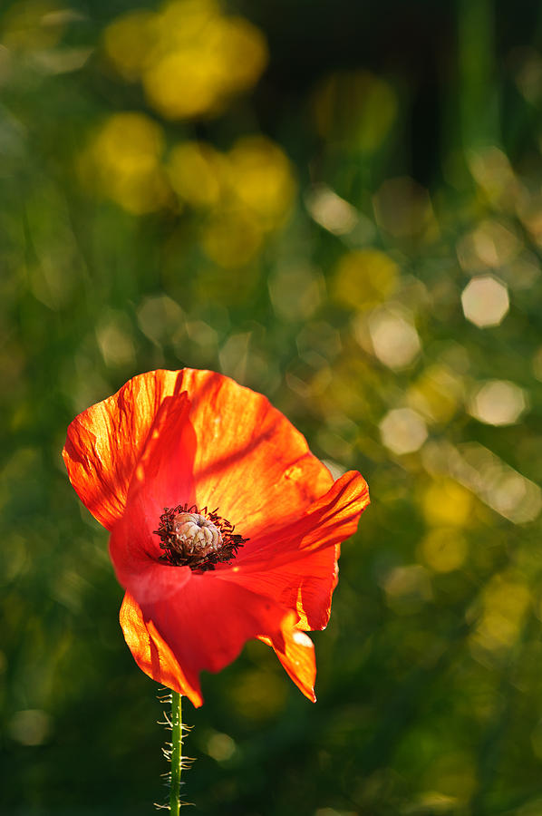 Poppy Field Landscape In English Countryside In Summer Photograph by