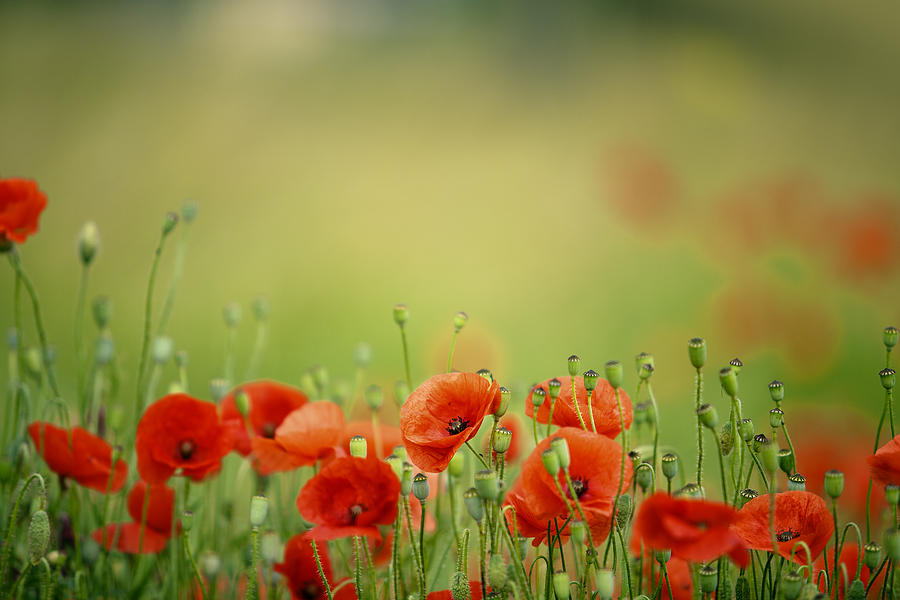 Poppy Meadow Photograph by Nailia Schwarz - Fine Art America