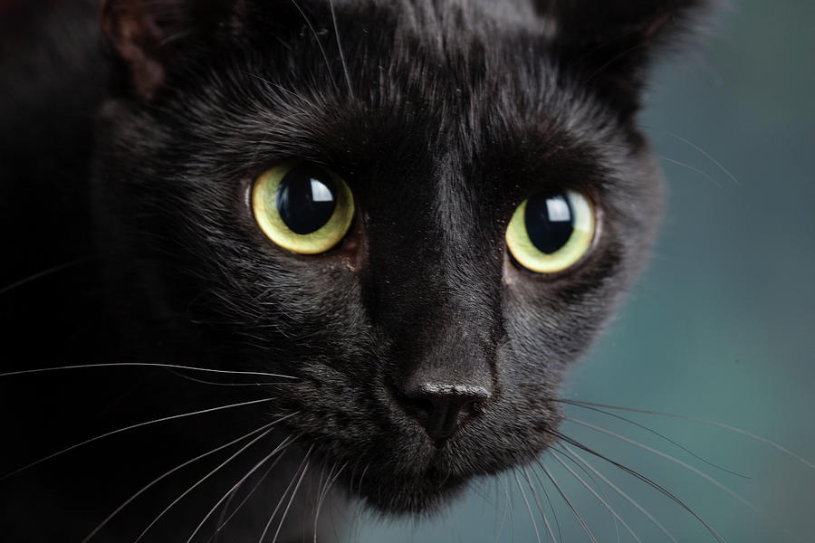 Portrait Of A Black Cat #5 Photograph by Animal Images