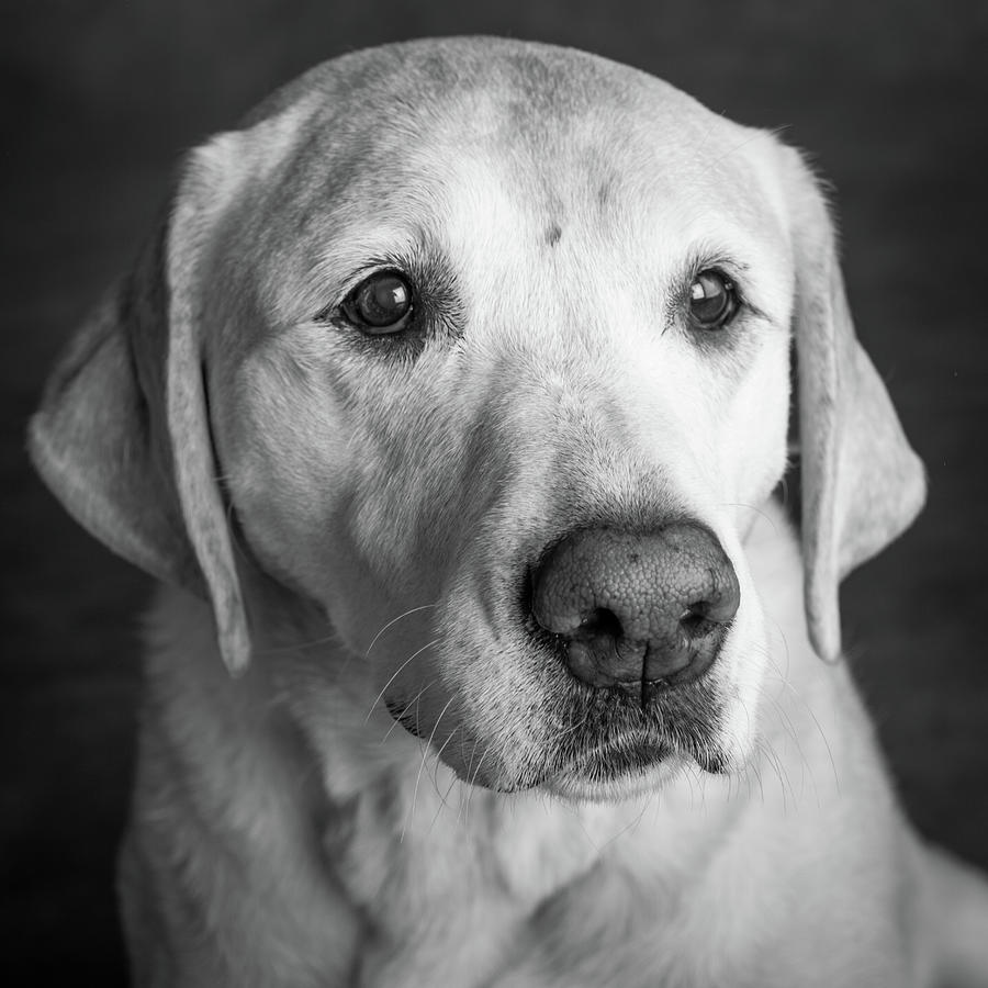 Black And White Photograph - Portrait Of A Golden Labrador Dog #5 by Animal Images