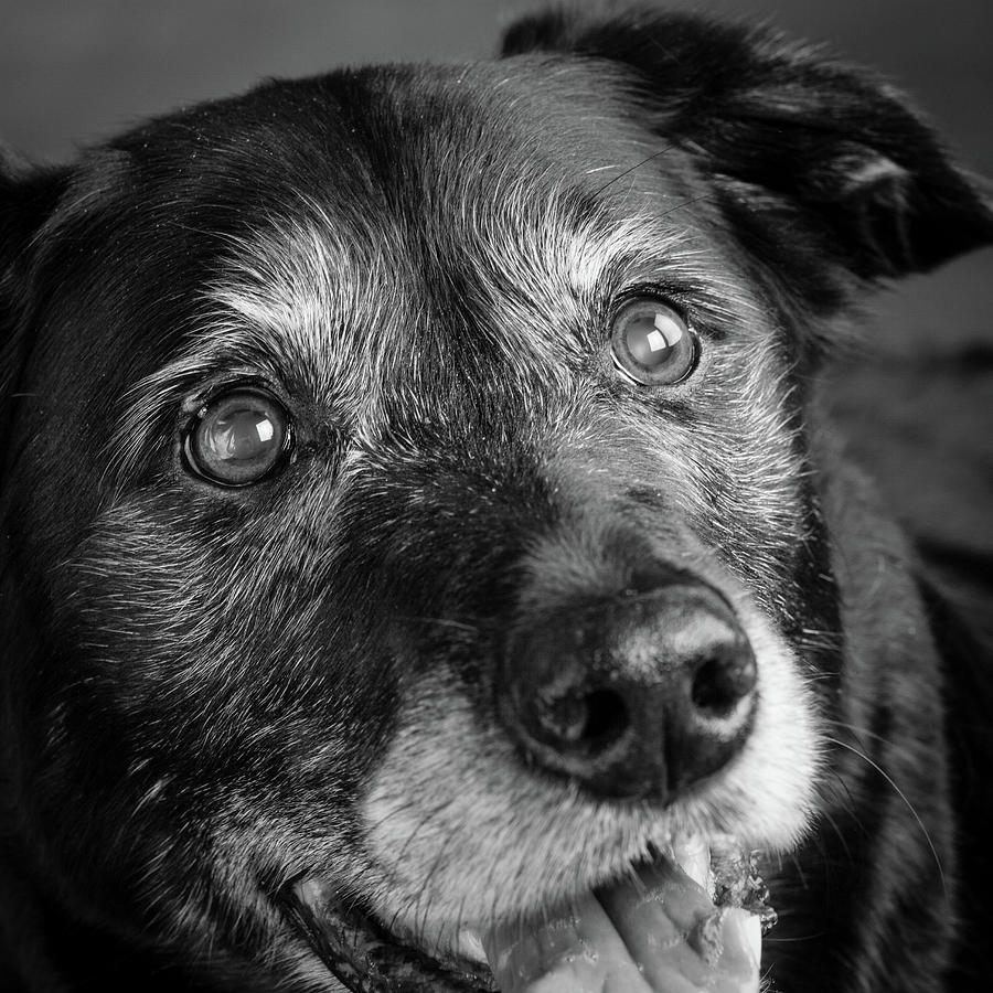 Black And White Photograph - Portrait Of A Labrador Golden Mixed Dog #5 by Animal Images
