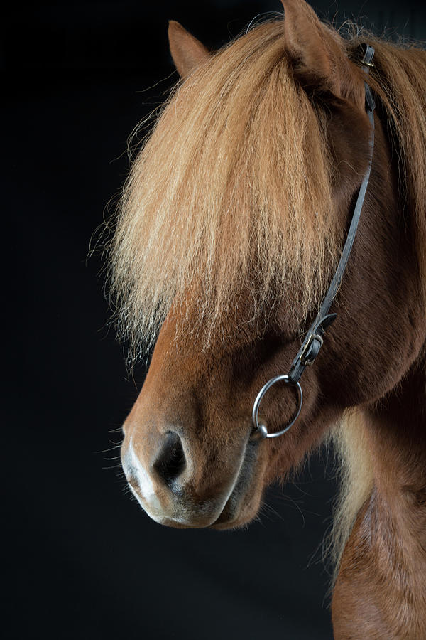 Portrait Of Icelandic Horse, Iceland #5 Photograph by Arctic-images