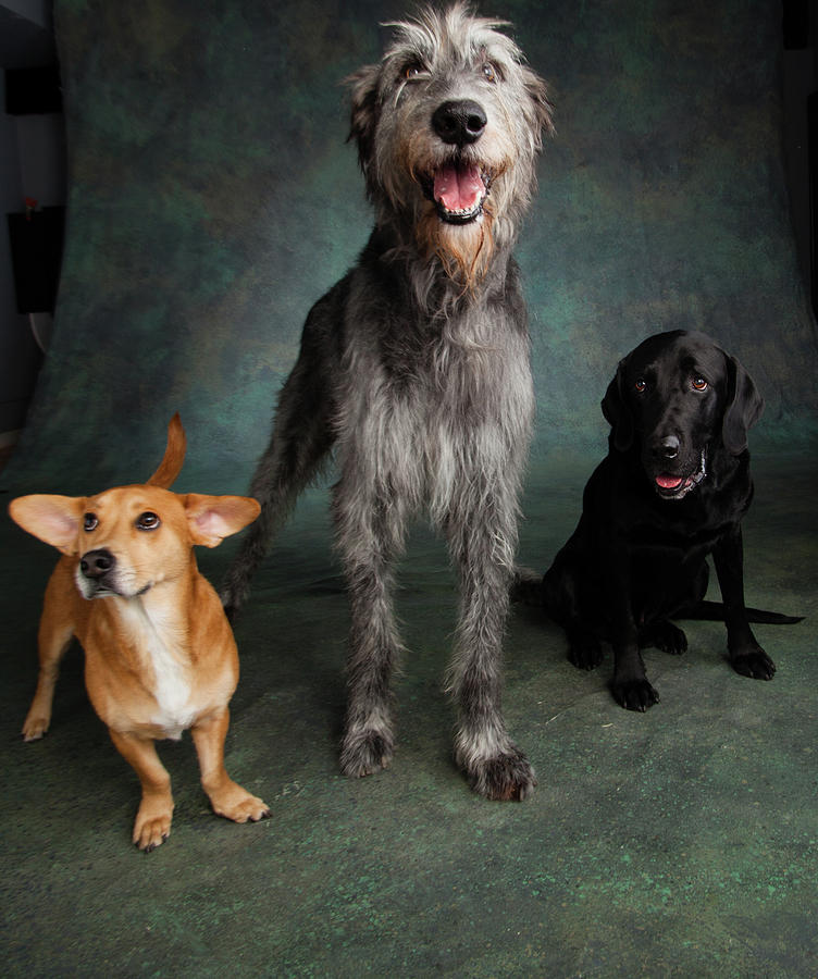 Dog Photograph - Portrait Of Irish Wolf Hound Dog #5 by Animal Images