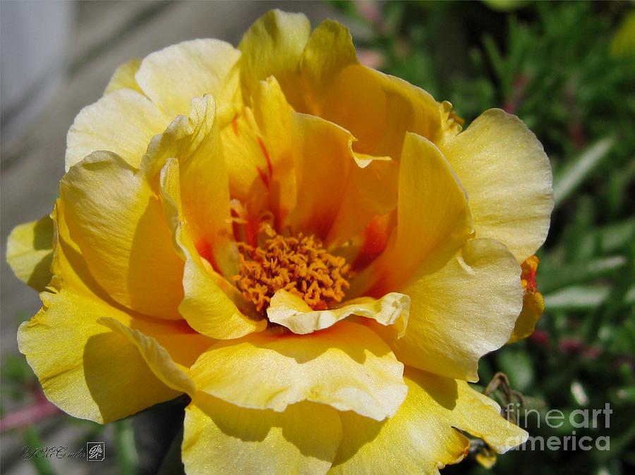 Flower Photograph - Portulaca in Orange Fading to Yellow #5 by J McCombie
