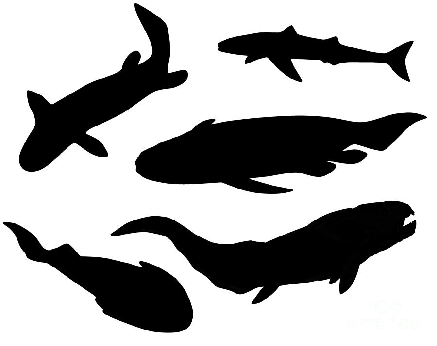Prehistoric Fishes, Illustration #5 Photograph by Gwen Shockey