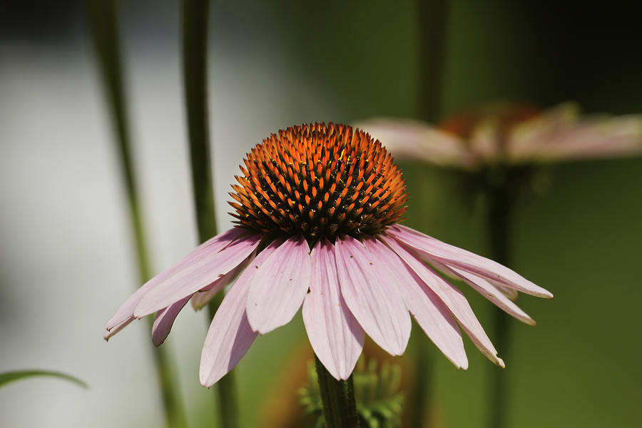 Purple Cone Flower - Echinacea #5 Photograph by Keith Webber Jr