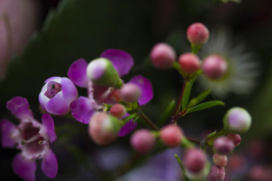 Purple flower #5 Photograph by Susan Jensen