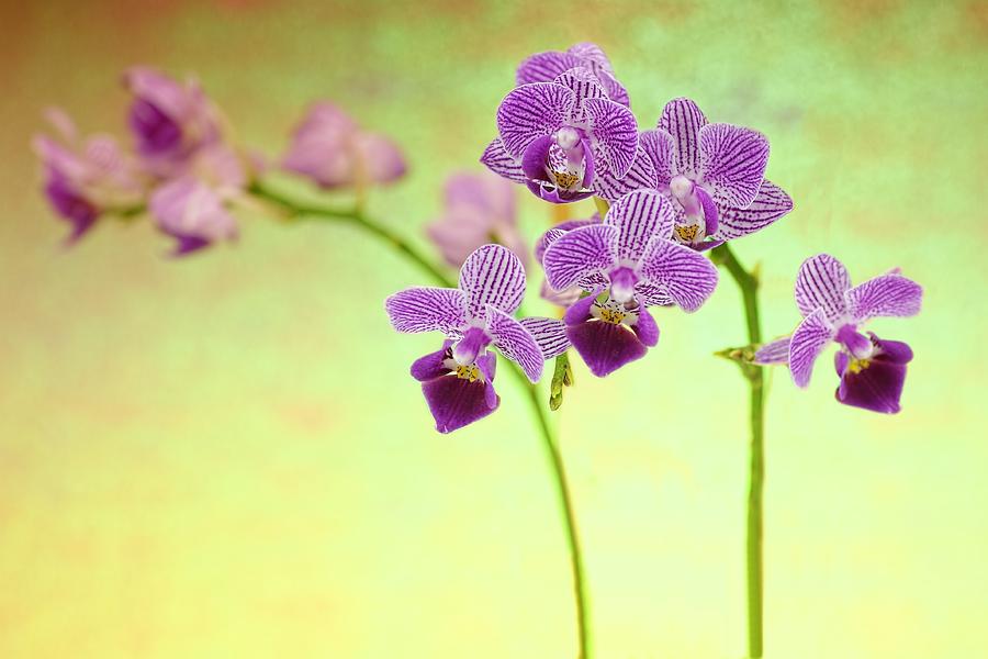 Purple Orchid-8 Photograph by Rudy Umans