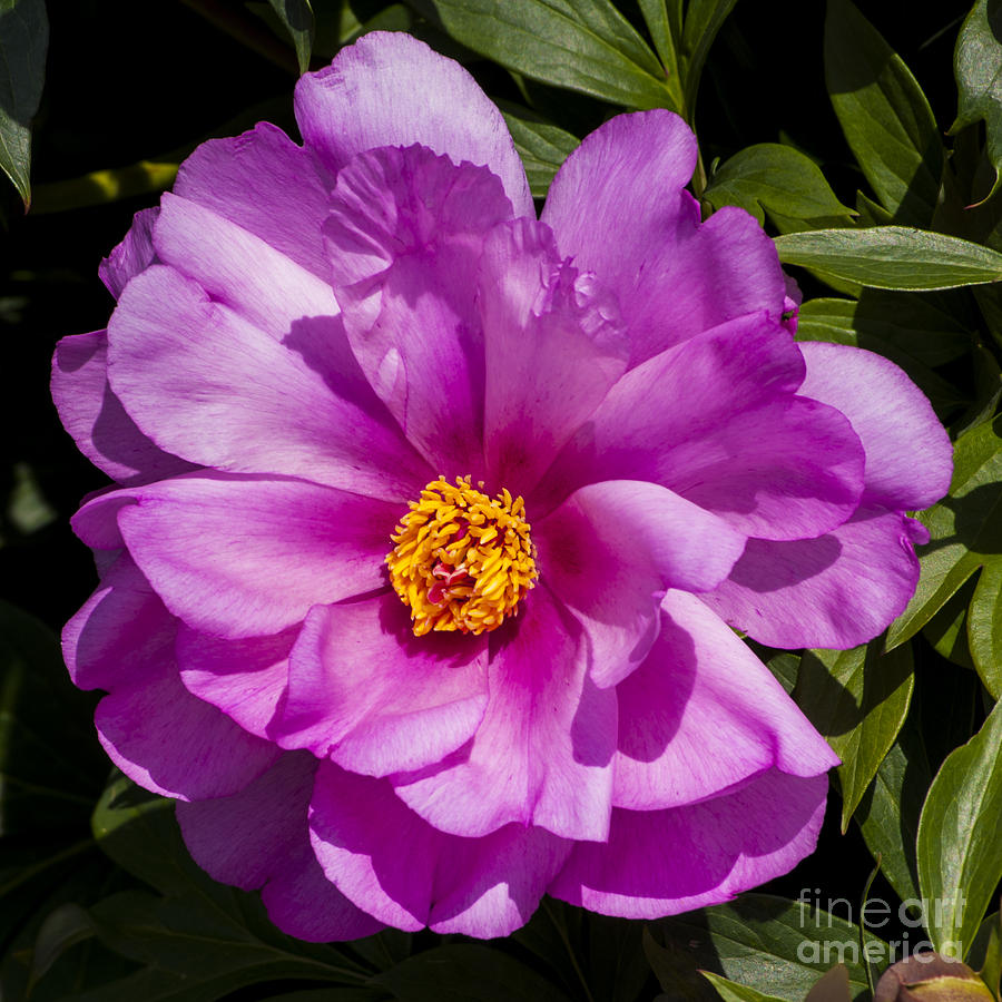 Purple Peony Photograph by Mandy Judson | Fine Art America