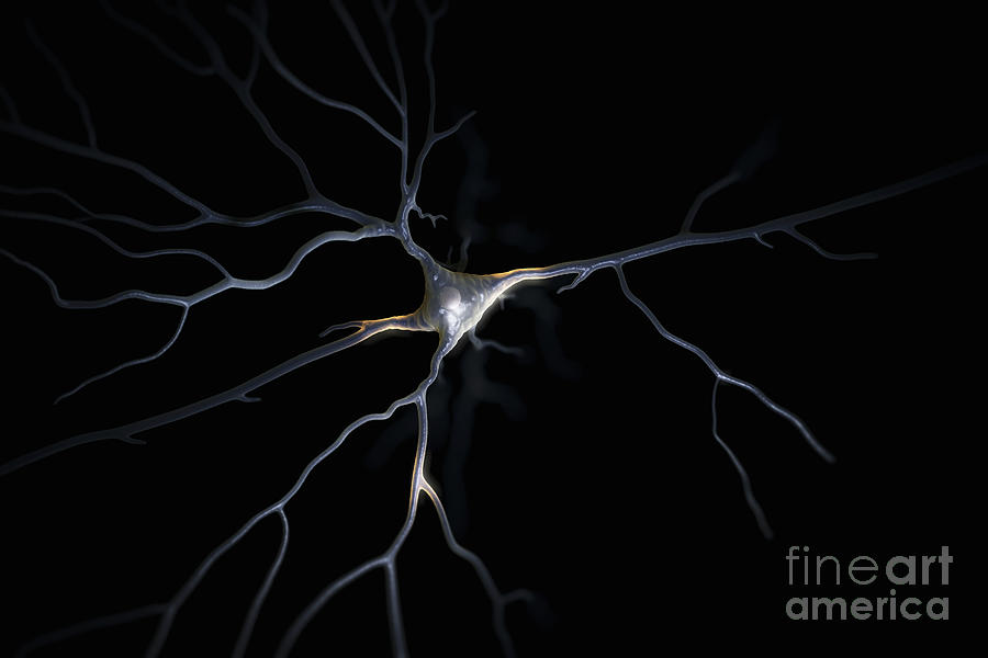 Pyramidal Neuron #5 Photograph by Science Picture Co