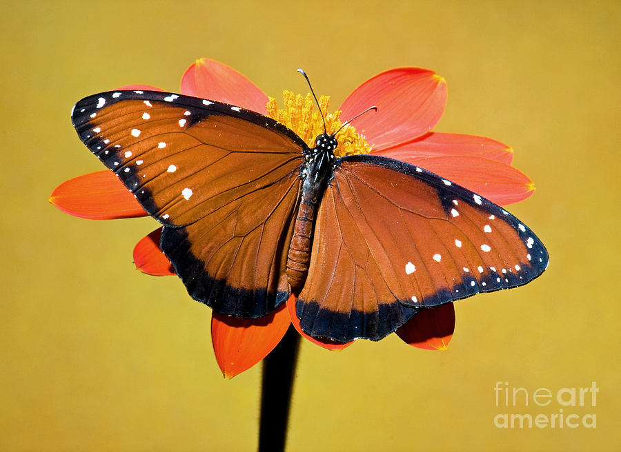Wildlife Photograph - Queen Butterfly #5 by Millard H. Sharp