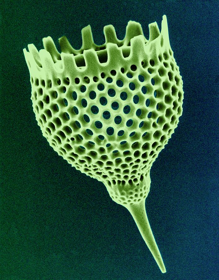 Skeleton Photograph - Radiolarian Test #5 by Dennis Kunkel Microscopy/science Photo Library