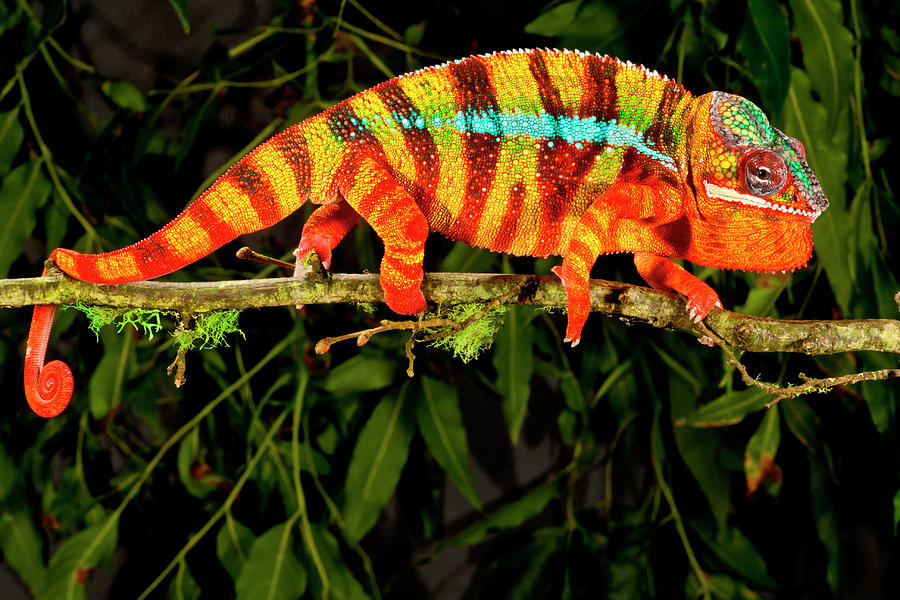 Rainbow Panther Chameleon, Fucifer Photograph by David Northcott - Fine ...