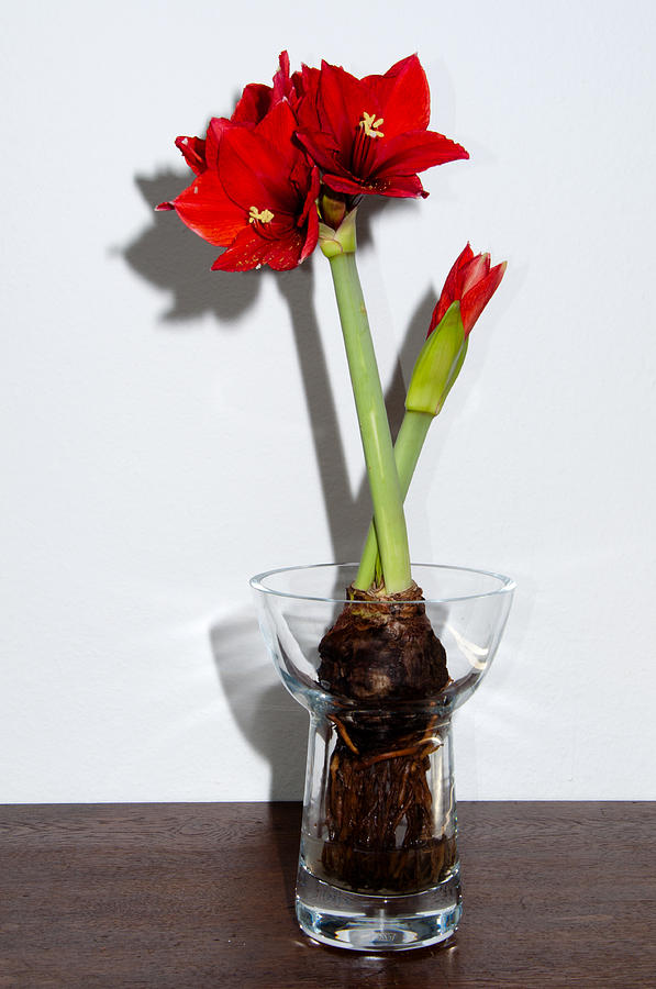 Red amaryllis Photograph by Frank Gaertner - Fine Art America