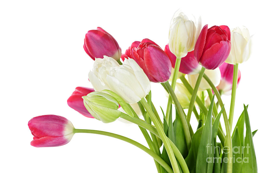 Fresh tulips on white Photograph by Elena Elisseeva