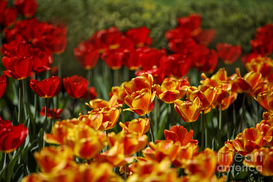 Tulip Photograph - Red and Yellow Tulips #5 by Nailia Schwarz