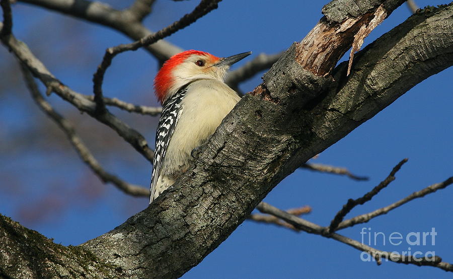 Woodpecker Photograph - Red-Bellied Woodpecker #1 by Ken Keener