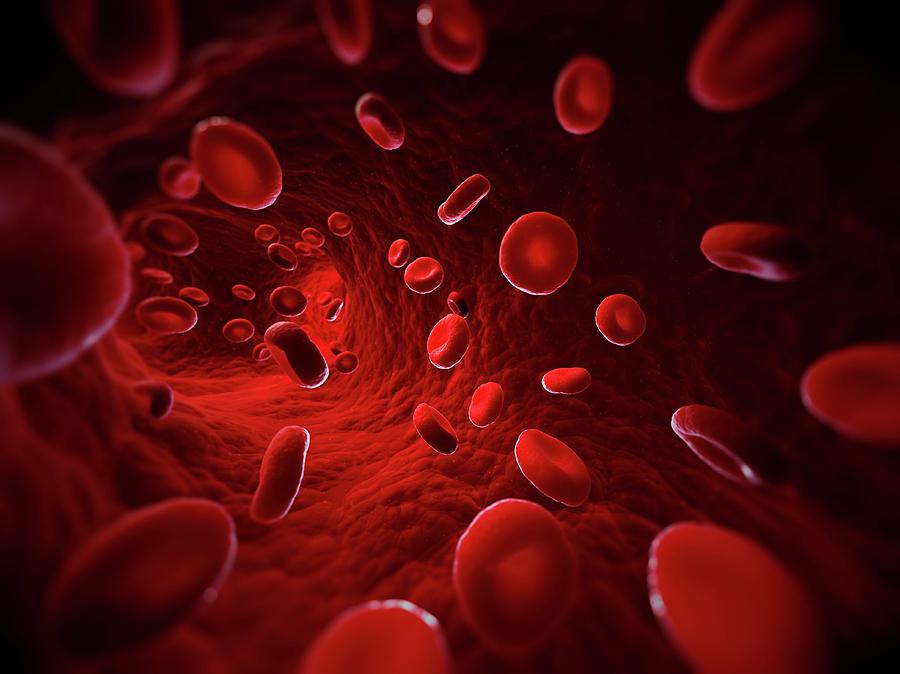 Red Blood Cells Photograph by Sciepro/science Photo Library - Fine Art ...