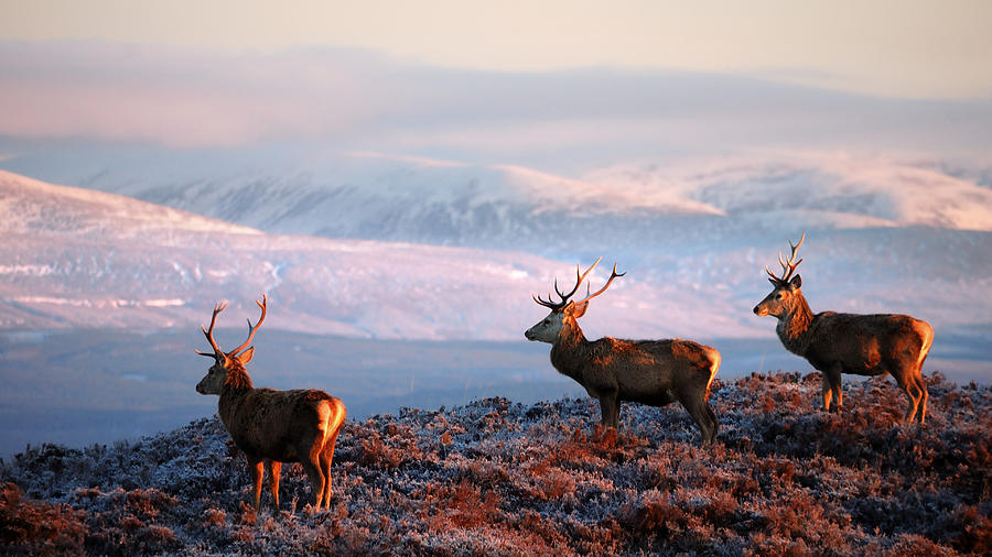 Red deer stags #5 Photograph by Gavin Macrae