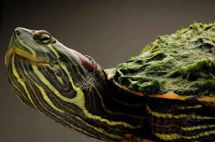 Red-eared Slider Photograph by Aaron Ansarov - Fine Art America