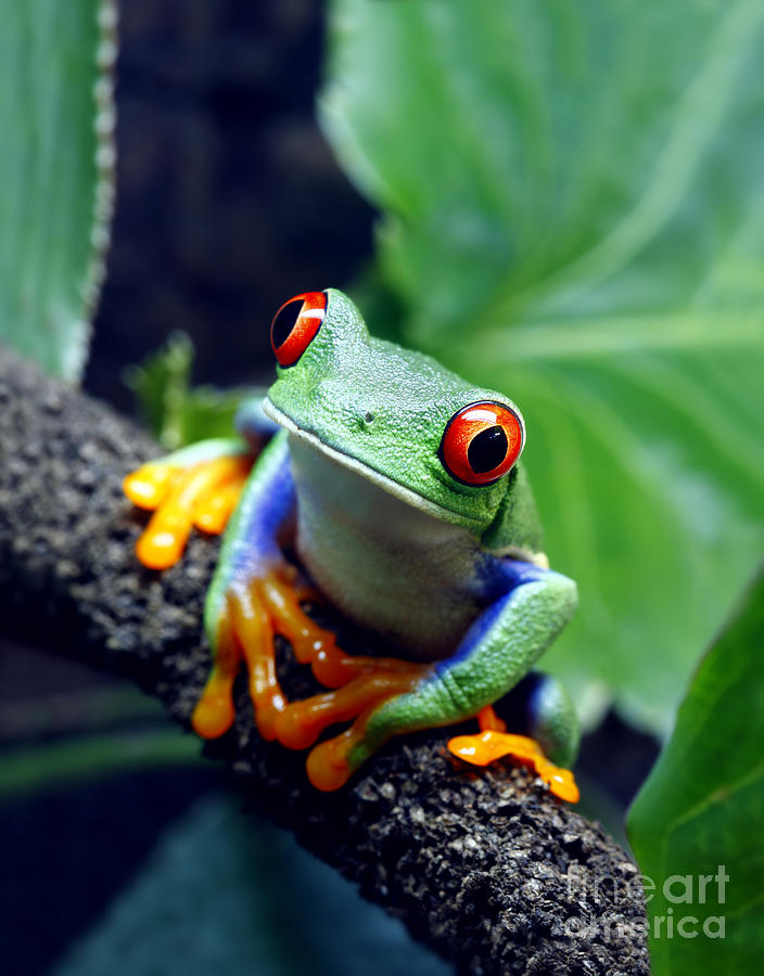Jungle Photograph - Red Eyed Tree Frog #5 by Brandon Alms