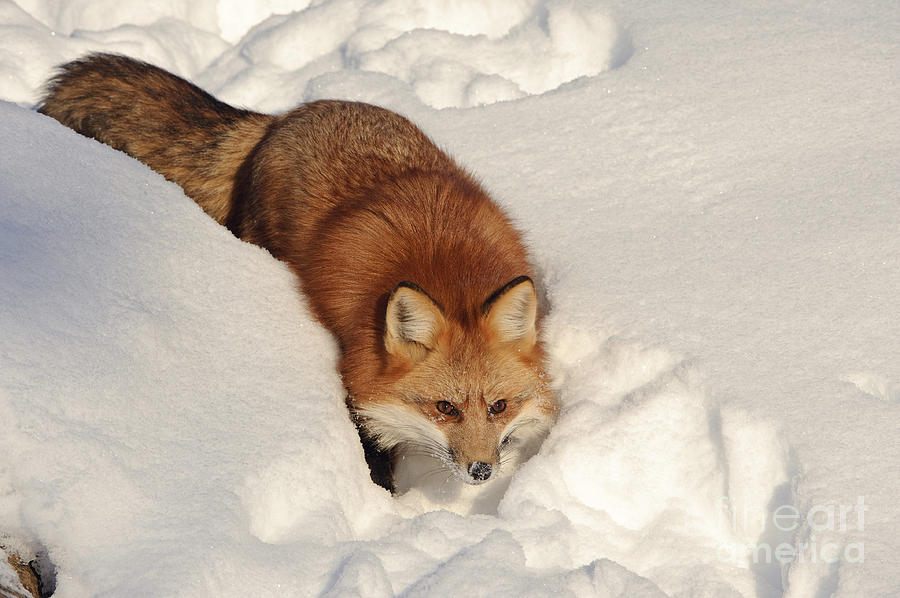 Red Fox #5 Photograph by John Shaw
