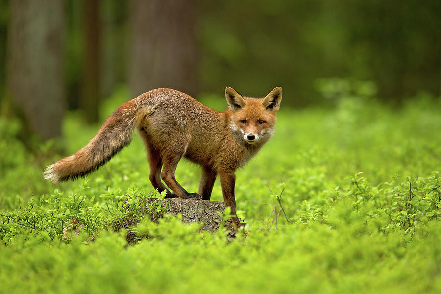 Red Fox #5 Photograph by Milan Zygmunt