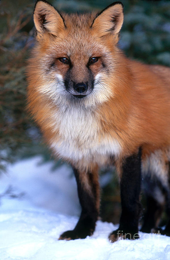 Red Fox Vulpes Vulpes #5 Photograph by Art Wolfe