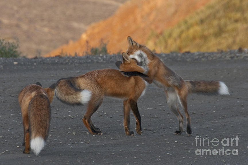 Red Foxes #5 Photograph by Ron & Nancy Sanford