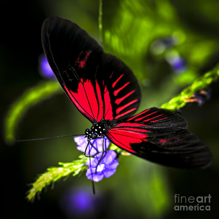 Red Butterfly Photograph
