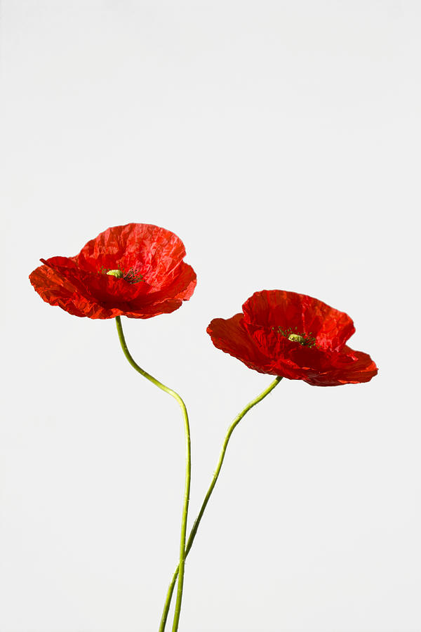 Red Poppies #5 Photograph by Maria Heyens